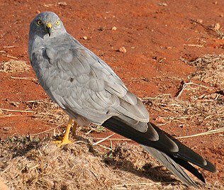 Wiesenweihe, Montagu`s Harrier, Circus pygargus